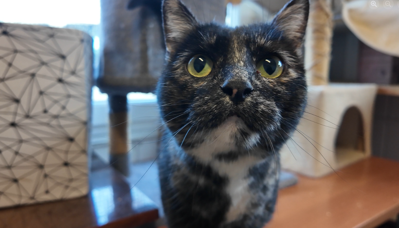 Rok pełen dobra dla zwierząt